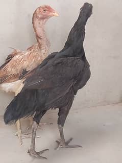 Hen for sale