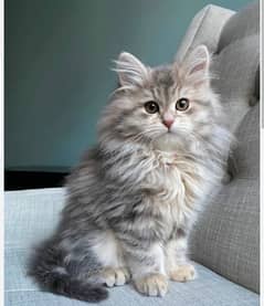 Silver Siberian kitten age 2.5 month videos avpb