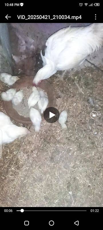 Heera / Hera Eggs & Chicks, Young & Breeder 2