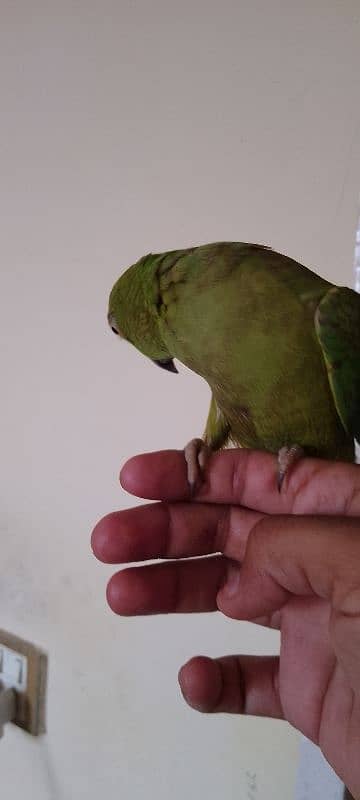 Ring neck female handtamed age 15 month talking on mood 1