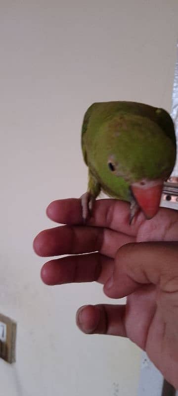 Ring neck female handtamed age 15 month talking on mood 2