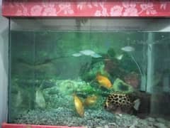 Fish