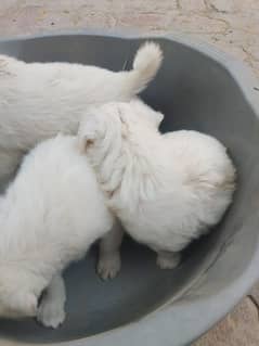 Russian dogs