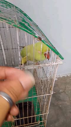 green Ring neck female