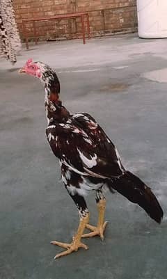 Mianwali