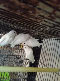 albino