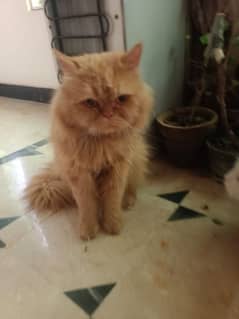 Golden colour male persian cat