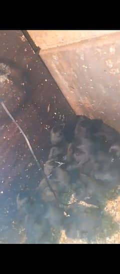 ayam cemani grey chicks