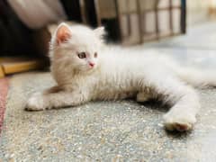 Pure persian kitten