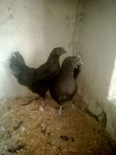 ayam cemani Gary tango female 03004245714