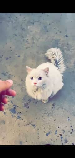 . . . . . .