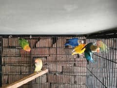 Small breeding setup for sale