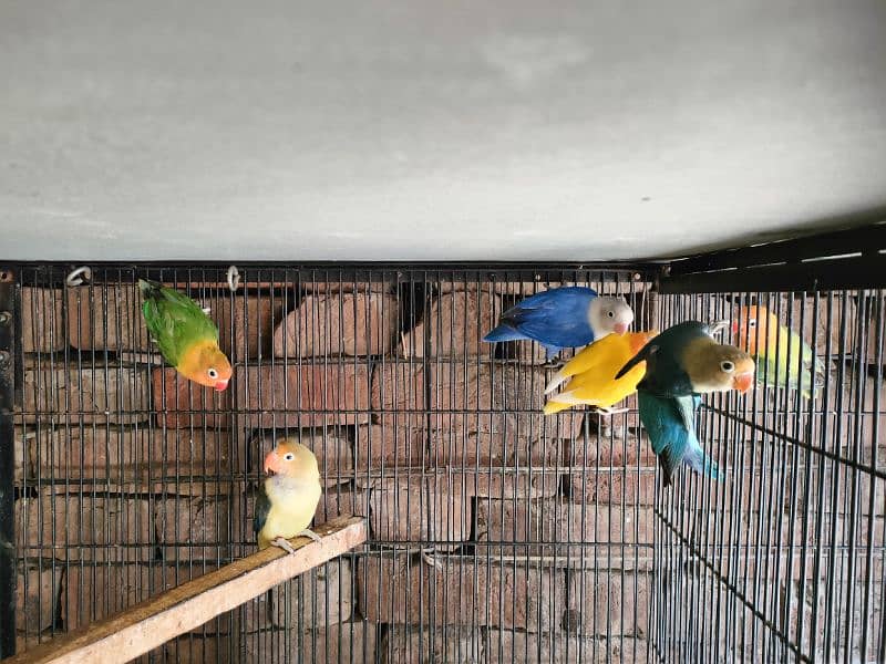 Small breeding setup for sale 0