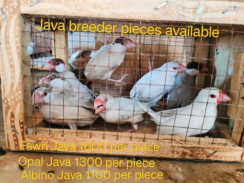 Small breeding setup for sale 2