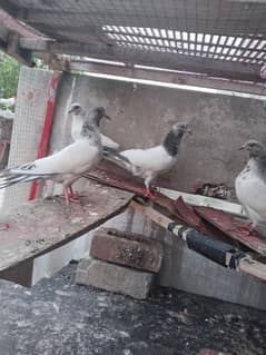 high flyer pigeon 100 percent breder pair h 03252598258
