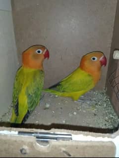 lovebird