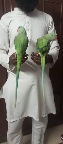 kashmiri
