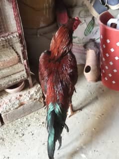 asiil pahta for sale