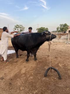 Padda