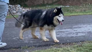 woollycoat husky