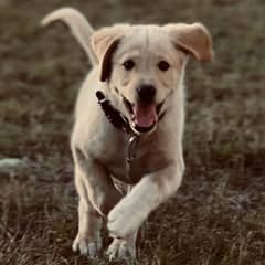 Labrador Puppy
