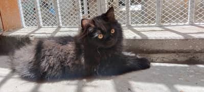 Black Persian cat