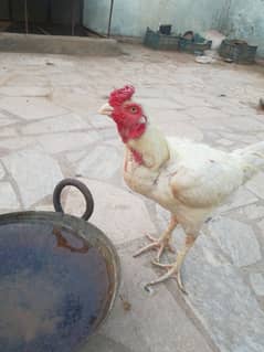 aseel