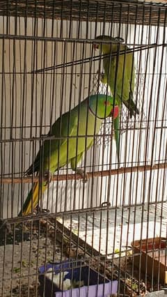 Ringneck