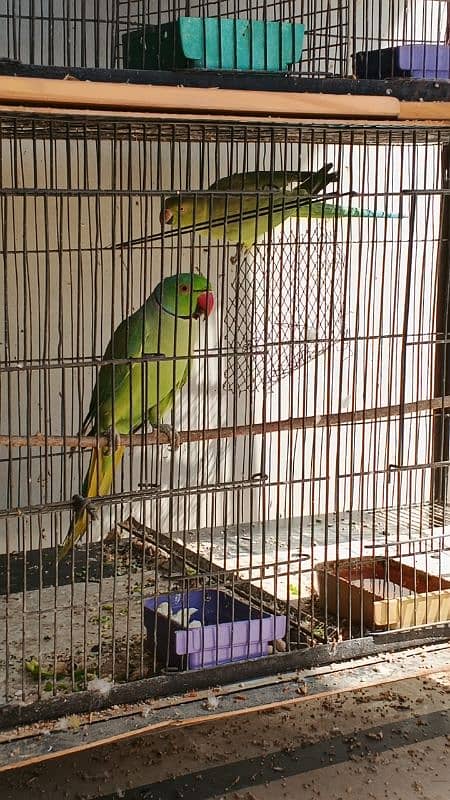 Ringneck / Pineapple Conure / Pearl Cockatiel breeder pairs 2