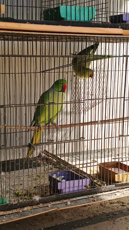 Ringneck / Pineapple Conure / Pearl Cockatiel breeder pairs 3