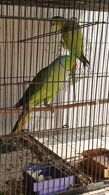 Ringneck / Pineapple Conure / Pearl Cockatiel breeder pairs 4