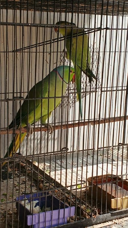 Ringneck / Pineapple Conure / Pearl Cockatiel breeder pairs 5