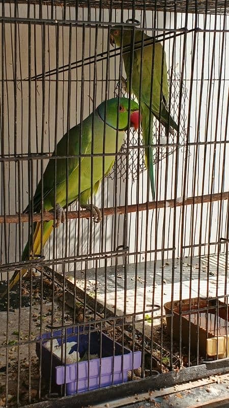Ringneck / Pineapple Conure / Pearl Cockatiel breeder pairs 6