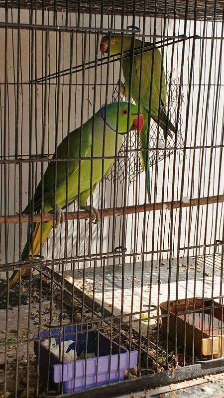 Ringneck / Pineapple Conure / Pearl Cockatiel breeder pairs 7