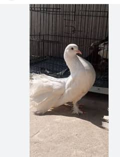 Fancy peigons for sale total 15 sy zda birds h with cage