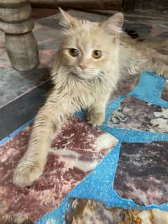 Persian thriple coat Female cat for sale. . . .