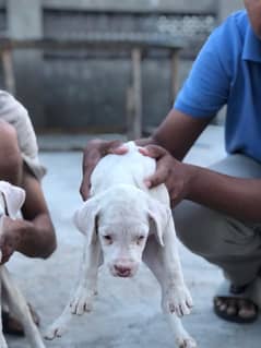 Kohati gultair puppies best guard dog
