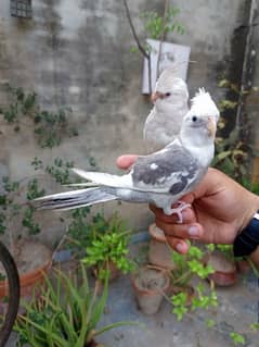 Handtame cockatiel friendly tamed birds and sun conure parrot
