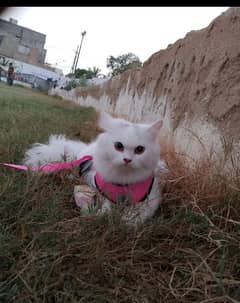 white female cat