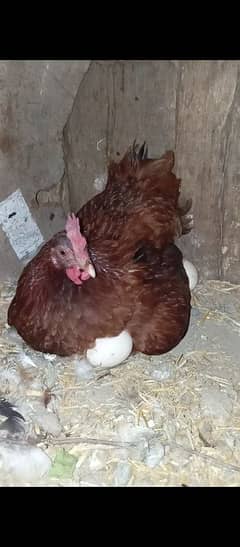 کڑک