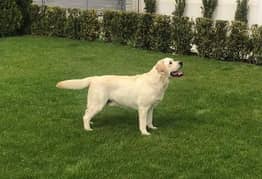 British Labrador