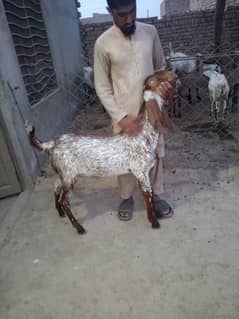 Goats