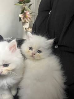Title: Persian Kittens | Triple Coated | Golden Eyes | Punch  face