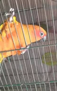 sun conure