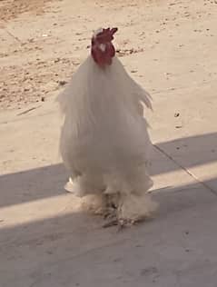 BANTAM