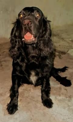 Cocker Spaniel