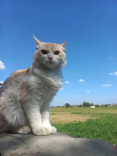 persian