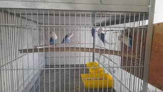 cage