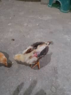 Thai aseal