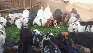 Qurbani 2025 khassi Donday bakry available